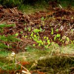 Die Krokusse sind hier etwas später dran als in Schwandorf