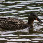 Ein Lebewesen mit Ausnahmegenehmigung vom Badeverbot Ein Lebewesen mit Ausnahmegenehmigung vom Badeverbot