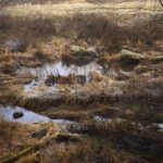 Fast freie Schwarzachsicht