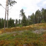 Lichtung am Kulmhang