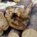 Zerfressen Zerfressen