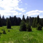 Mezilesní slat' Mezilesní slat'