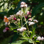 Pfauenaugen beim Mittagsmahl