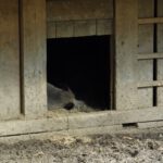 Pennendes Wildschwein