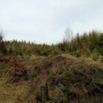 Wirtschaftswald am Kamm