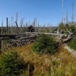 Genug Nährstoff für nachwachsende Bäume