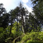 Nahrung für nachwachsende Bäume