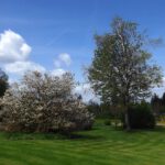 Gipfelflora Gipfelflora