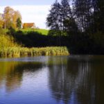 Schilf mit einer Entenfamilie