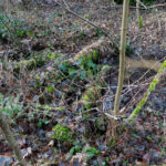 Zufällig endstandener Staudamm