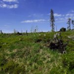 Sturmwurfzone Sturmwurfzone