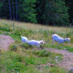 Ziegen gibts hier also auch Ziegen gibts hier also auch