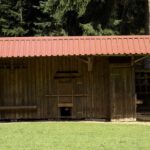 Auch die Mufflons bevorzugen den Schatten