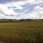 Zentralperspektive Zentralperspektive