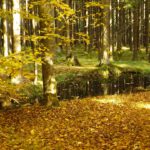 Tümpel im mystischen Licht