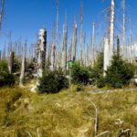 Immer wieder wird auf die I. zona NP hingewiesen