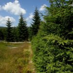 In Reih und Glied In Reih und Glied