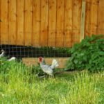 Glückliche Hühner einer noch nie gesehenen Rasse