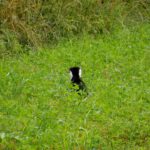 Komm endlich raus aus Deinem Loch, du feige Maus!