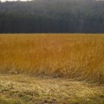 Vergessen oder vorsätzlich nicht gemäht?