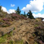 Heidekrautplattentektonik