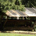 Warum sollen dann die Junghirsche in der Sonne herumrennen?