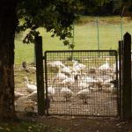 Kirchweih- oder Weihnachtsbraten?