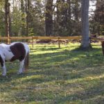 Noch zwei, die sich richtig wohlfühlen