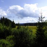 Zur Straße hin wird das Hochmoor durch Bäume abgeschirmt