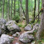 Ab und zu purzelt etwas herunter und bleibt im Wald liegen