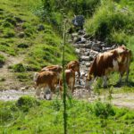 Gesellige Minute an der Wasserstelle