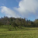 Streuobstwiese im langen Grund