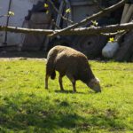 Glückliches Schaf Glückliches Schaf