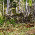 Riesenahornblatt Riesenahornblatt