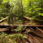 Das einzige größere Hindernis am markierten Weg