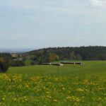 Vorwaldpanorama mit Löwenzahn