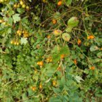 Die Hagebutten sind noch nicht reif