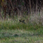 Fast perfekt versteckt