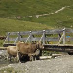 Brücke über den Pazüelbach