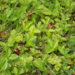 Noch mehr leckere Walderdbeeren