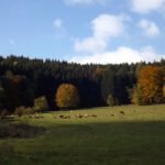 Glückliche Kühe dürfen Ende Oktober noch auf die Weide