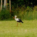 Storch