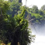 Diese Feuchtigkeit gefällt natürlich der Pflanzenwelt