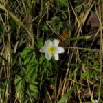 Frühe Blüte am Straßenrand
