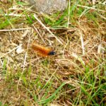 Hallo! Ich bin die kleine Raupe Nimmersatt und werde in etwa vier Wochen ein schöner Schmetterling!