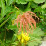 Tautropfenimpressionen