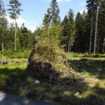 Lebensstandort Wurzelstock Lebensstandort Wurzelstock