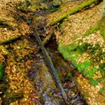 Wasserrutsche für Waldmauskinder Wasserrutsche für Waldmauskinder