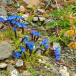 Vegetation neben meinem Meditationsplatz