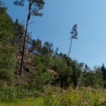 Typischer Vorwaldhang